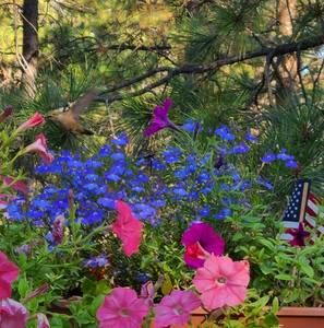 Meet your Posher, Rose